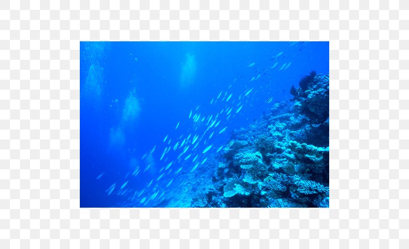 Aquarium Lighting Coral Reef Water Filter, PNG, 500x500px, Aquarium, Aqua, Aquarium Lighting, Blue, Coral Download Free