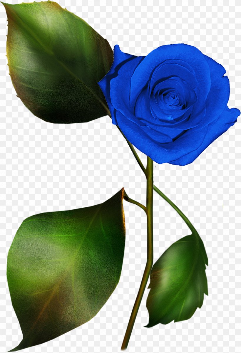 Blue Rose Garden Roses Clip Art, PNG, 831x1219px, Rose, Blue Rose, Bud, Cut Flowers, Drawing Download Free