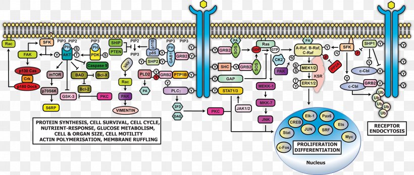 Epidermal Growth Factor Receptor Cell Signaling Signal Transduction GRB2 PI3K/AKT/mTOR Pathway, PNG, 2250x954px, Epidermal Growth Factor Receptor, Actin, Biological Pathway, Cell, Cell Signaling Download Free