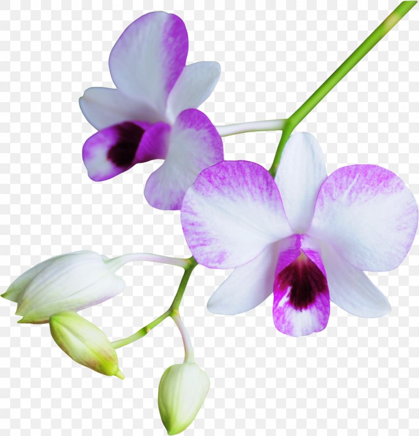 Flower Orchids, PNG, 1151x1200px, Flower, Cattleya, Computer Software, Concepteur, Dendrobium Download Free