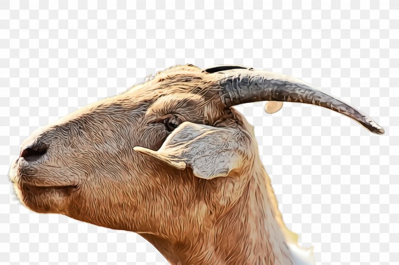 Horn Goats Goat Snout Terrestrial Animal, PNG, 2448x1632px, Watercolor, Bighorn, Cowgoat Family, Goat, Goats Download Free