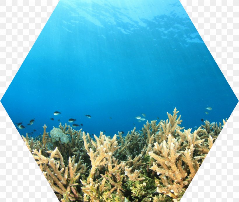 Coral Reef Fish Water Ecosystem, PNG, 1024x867px, Coral Reef, Aqua ...