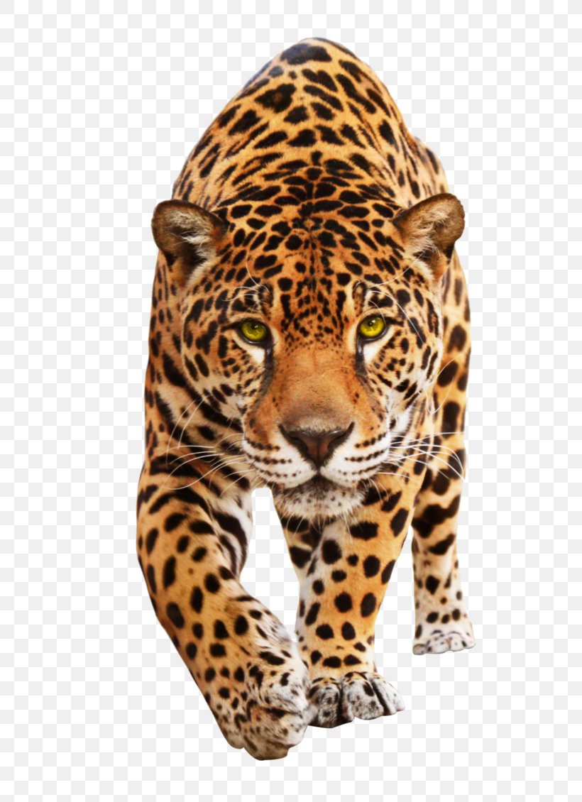 Jaguar Leopard Cat Animal Mural Png 707x1130px Jaguar Animal