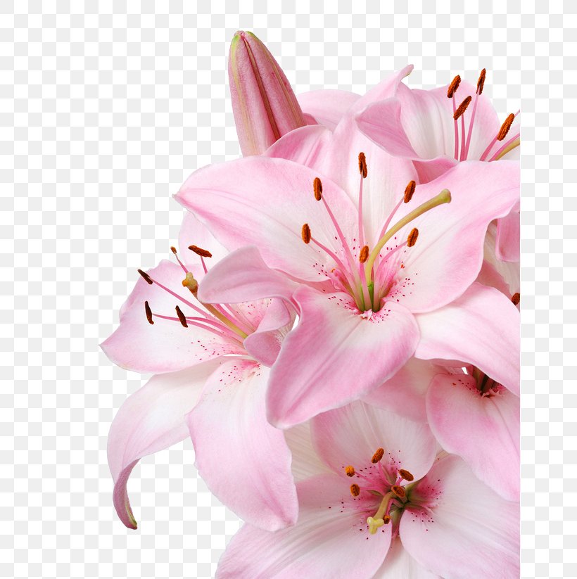 Lilium Candidum Flower Pink Stock Photography Wallpaper, PNG, 658x823px, Lilium Candidum, Arumlily, Blossom, Cherry Blossom, Color Download Free