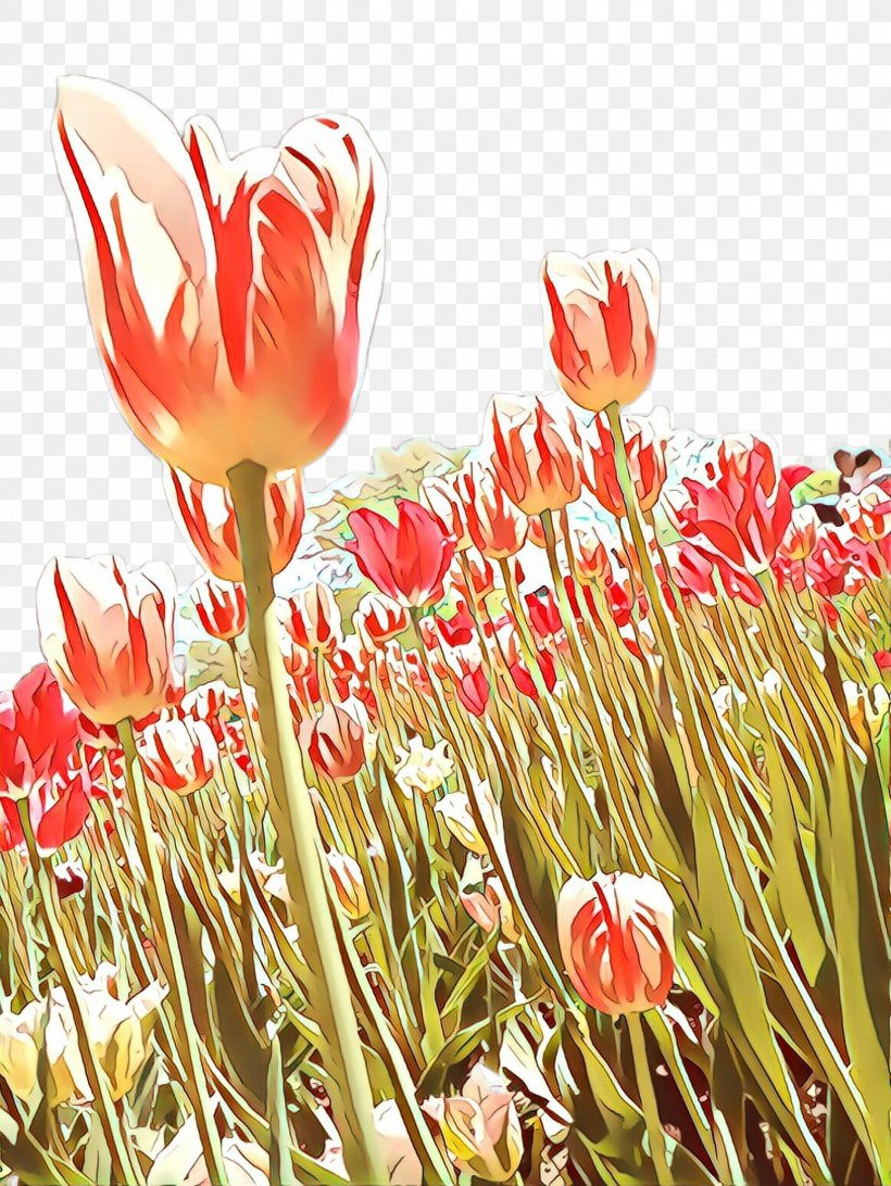 Tulip Flower, PNG, 1732x2307px, Cartoon, Botany, Floristry, Flower, Flowering Plant Download Free