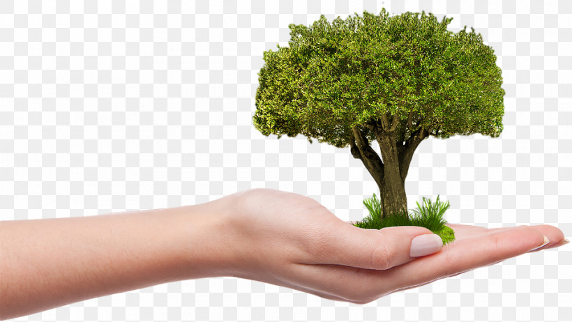 Arbor Day, PNG, 960x542px, Flowerpot, Arbor Day, Flower, Gesture, Grass Download Free