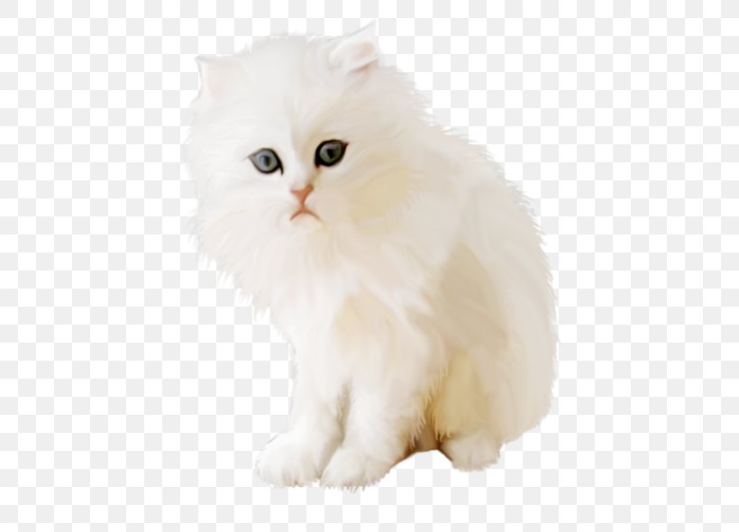 Persian Cat British Semi-longhair Asian Semi-longhair Napoleon Cat Kitten, PNG, 600x590px, Persian Cat, Asian Semi Longhair, Asian Semilonghair, British Longhair, British Semi Longhair Download Free