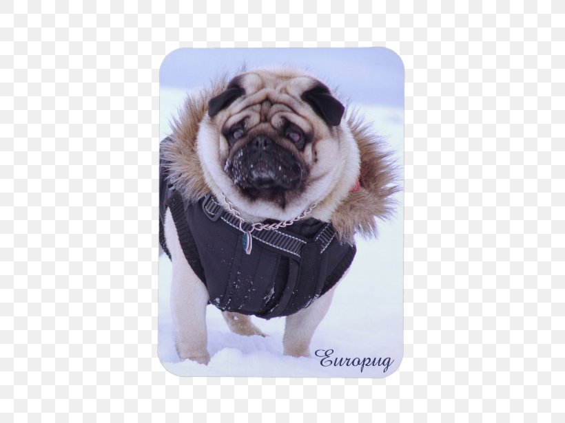 Pug IPhone 5 Puppy IPhone 6 Dog Breed, PNG, 615x615px, Pug, Breed, Carnivoran, Dog, Dog Breed Download Free