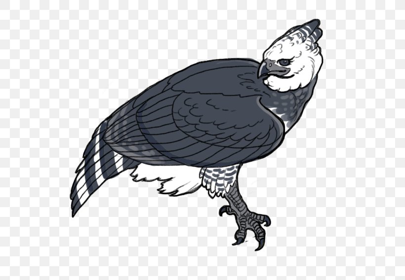 Vulture Harpy Eagle, PNG, 638x568px, Vulture, Animated Film, Beak, Bird, Bird Of Prey Download Free