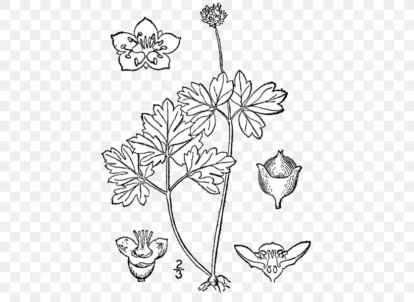 Floral Design Sinadoxa Corydalifolia Viburnum Elderberry Moschatel, PNG, 428x599px, Floral Design, Angiosperm Phylogeny Group, Art, Black And White, Blossom Download Free