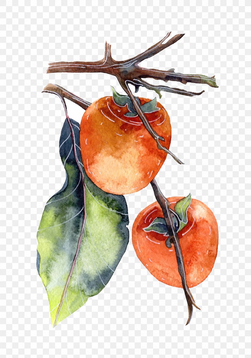 Persimmon Watercolor Painting Poster Illustration, PNG, 1200x1714px, Persimmon, Apple, Art, Autumn, Botanical Illustration Download Free