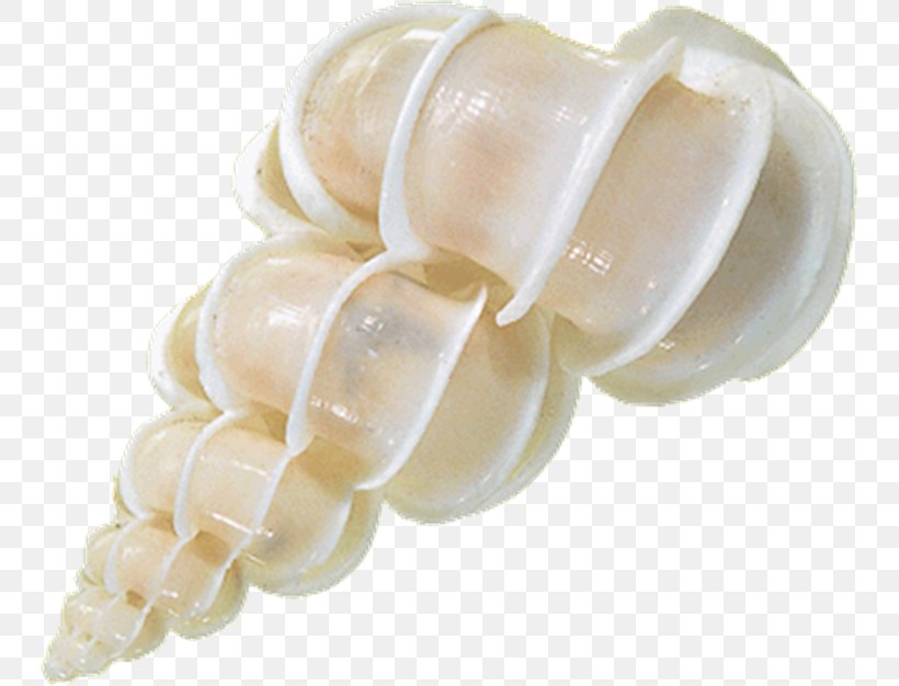Seashell Conch Sea Glass Lambis, PNG, 747x626px, Seashell, Beach, Chambered Nautilus, Coast, Conch Download Free