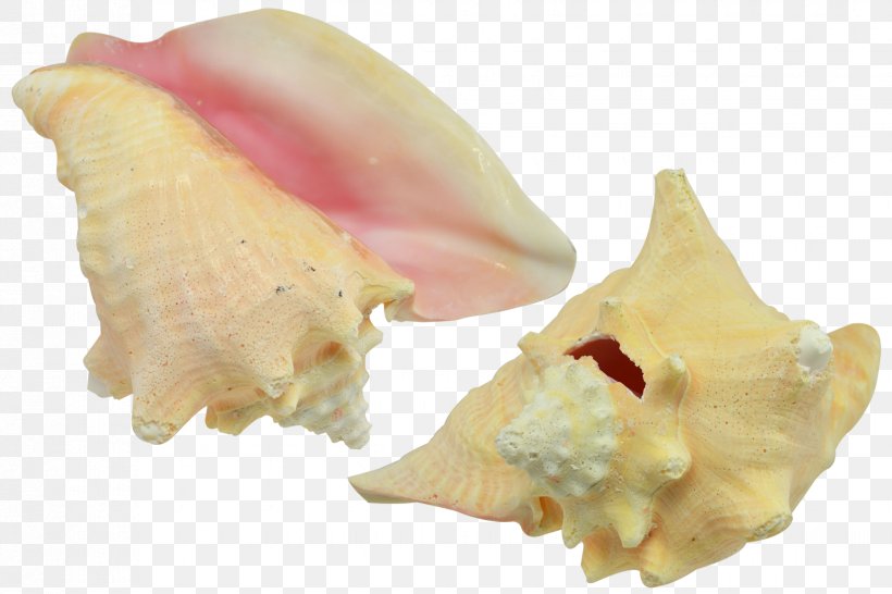 Seashell Shankha Conch Oyster Mussel, PNG, 1650x1100px, Seashell, Chicoreus Ramosus, Clam, Clams Oysters Mussels And Scallops, Conch Download Free