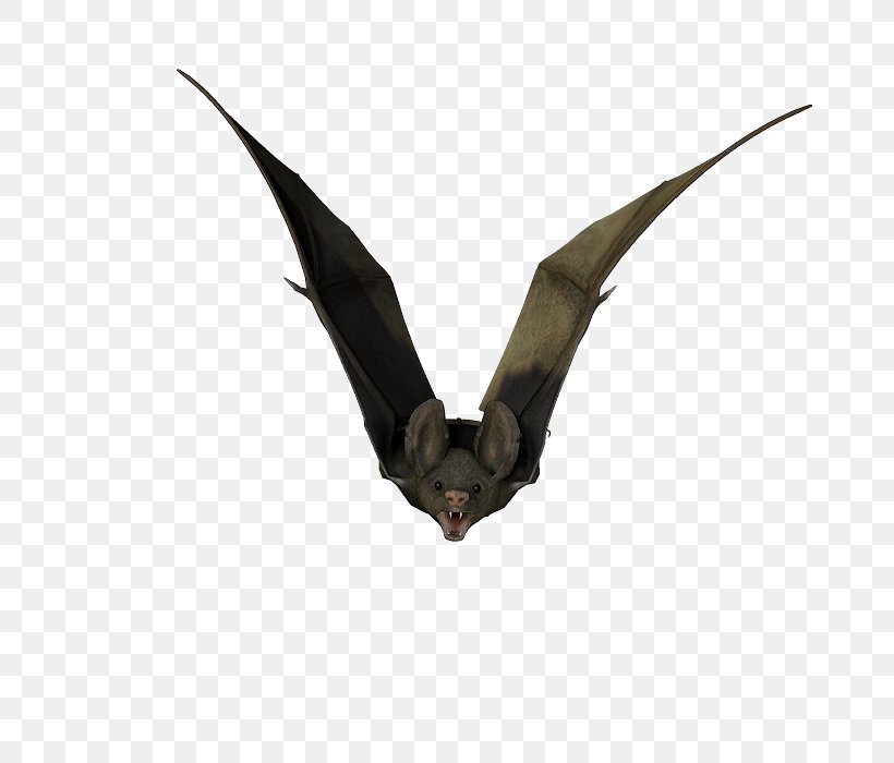 Visual Arts Stock Photography Bat, PNG, 800x700px, Visual Arts, Animal, Art, Bat, Coconut Download Free