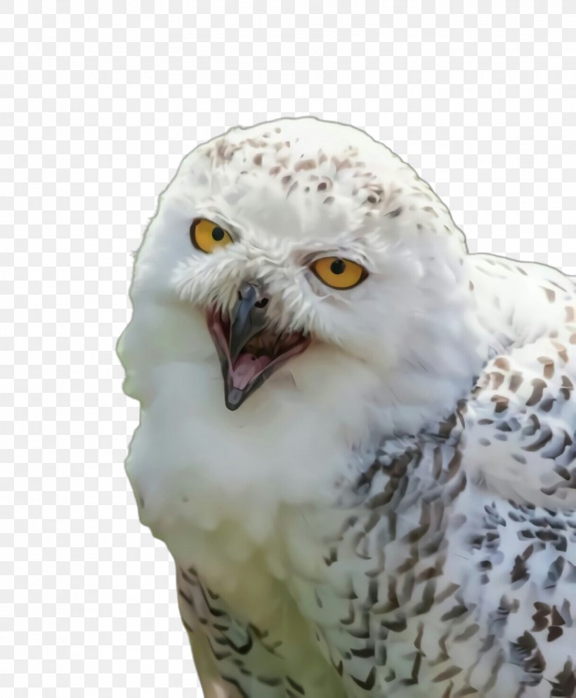 Bird Owl Snowy Owl Bird Of Prey Beak, PNG, 1815x2204px, Bird, Beak, Bird Of Prey, Falconiformes, Owl Download Free