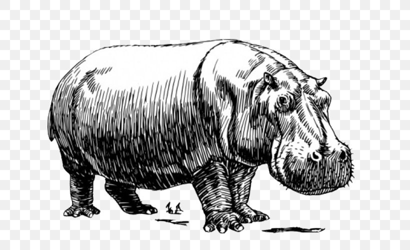 Hippopotamus Baby Hippos Clip Art, PNG, 790x500px, Hippopotamus, Animal, Baby Hippos, Black And White, Drawing Download Free