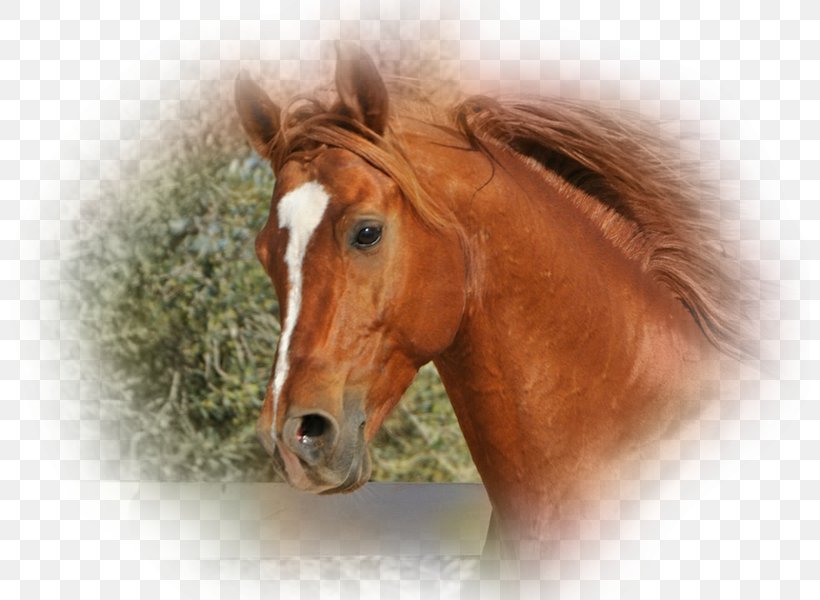 Mane Mustang Stallion Halter Bridle, PNG, 800x600px, Mane, Bridle, Close Up, Closeup, Halter Download Free