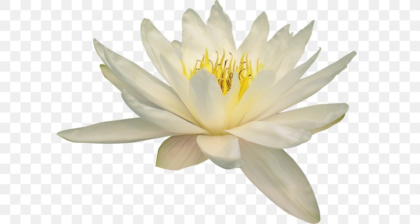 nelumbo nucifera water lily flower png 600x438px nelumbo nucifera aquatic plant epiphyllum flower flowering plant download nelumbo nucifera water lily flower png