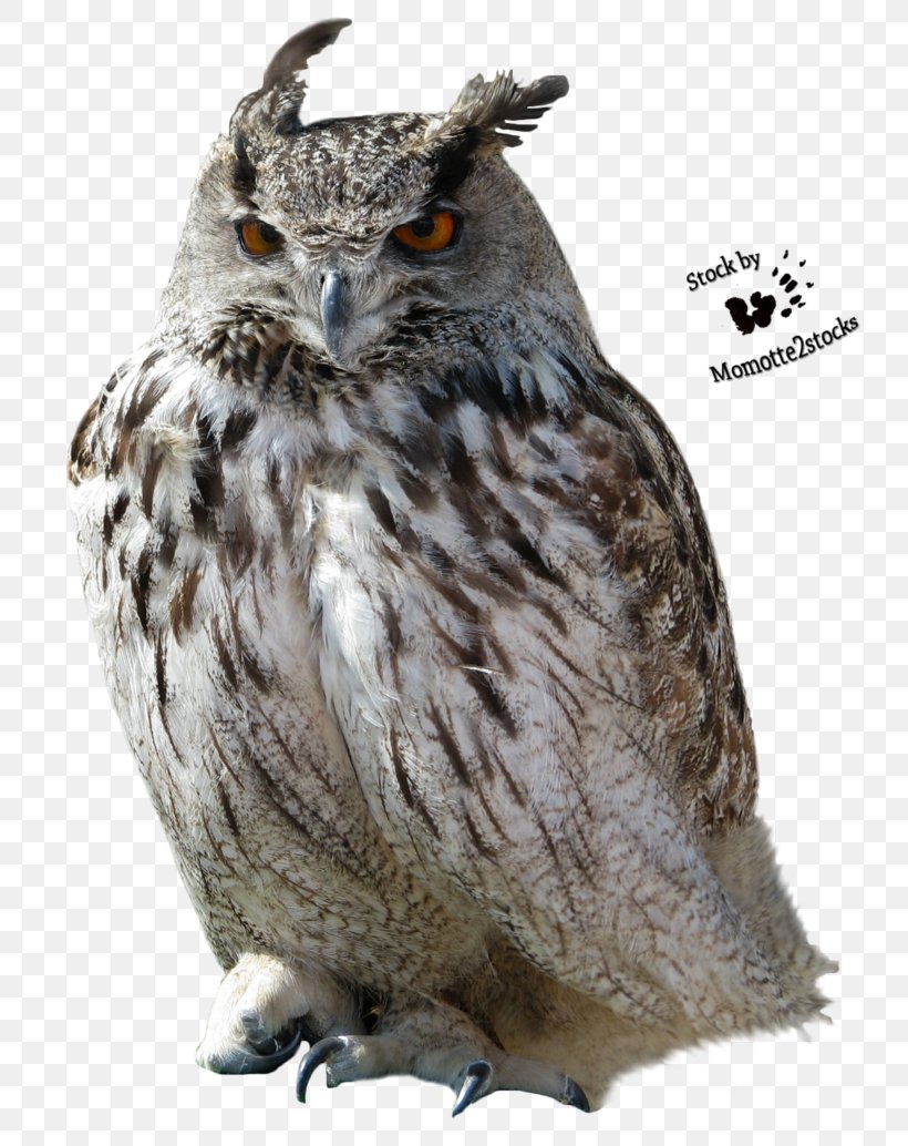 Owl Clip Art, PNG, 773x1034px, Owl, Bbcode, Beak, Bird, Bird Of Prey Download Free