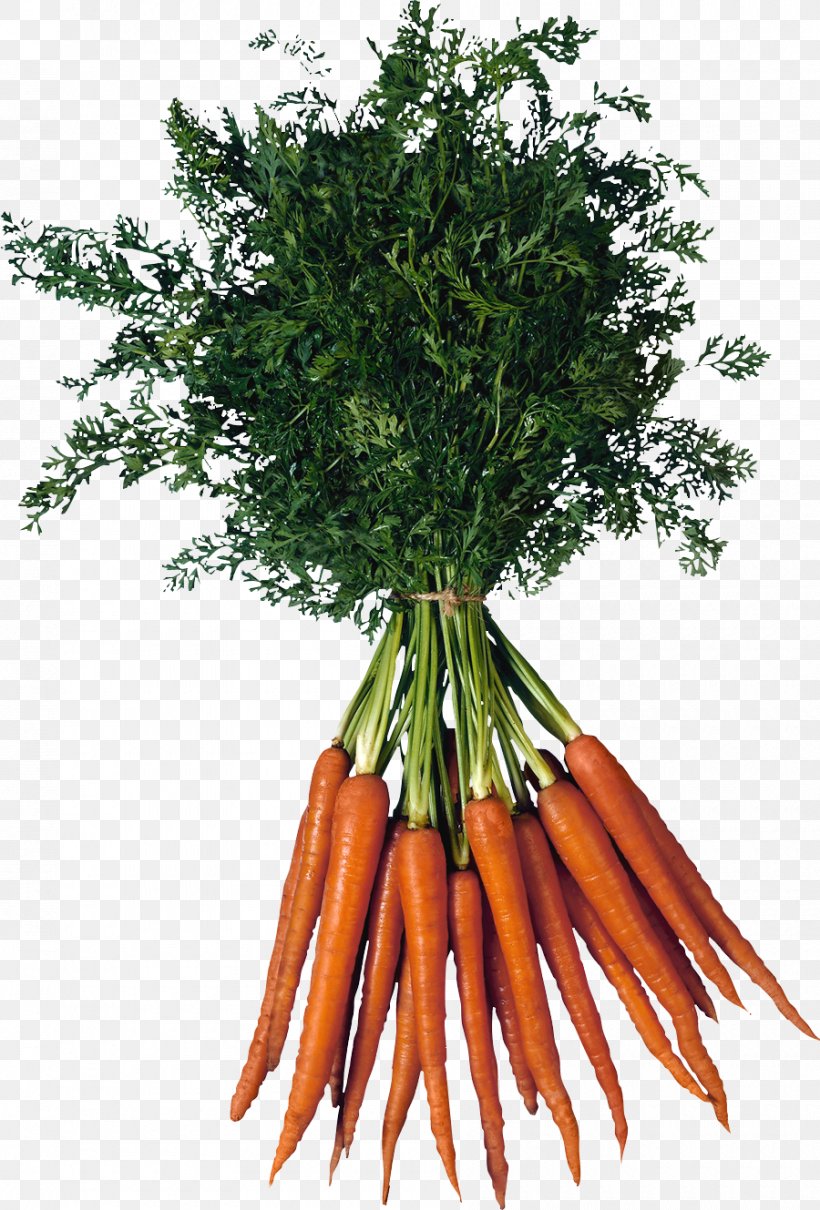 Raised-bed Gardening Vegetable Carrot, PNG, 900x1329px, Carrot, Baby Carrot, Carotene, Carrot Juice, Cup Download Free