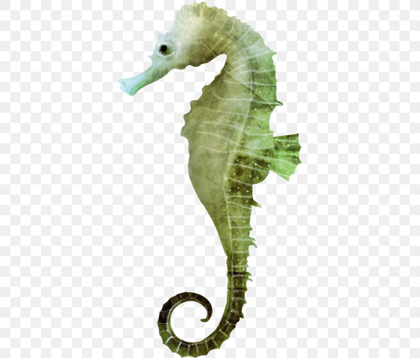Seahorse Download Clip Art, PNG, 360x699px, Seahorse, Fish, Organism, Pretty Good Privacy, Syngnathiformes Download Free