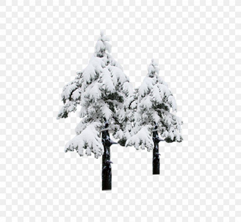 Pine Snow Winter, PNG, 2013x1861px, Pine, Black And White, Christmas, Christmas Tree, Pinaceae Download Free