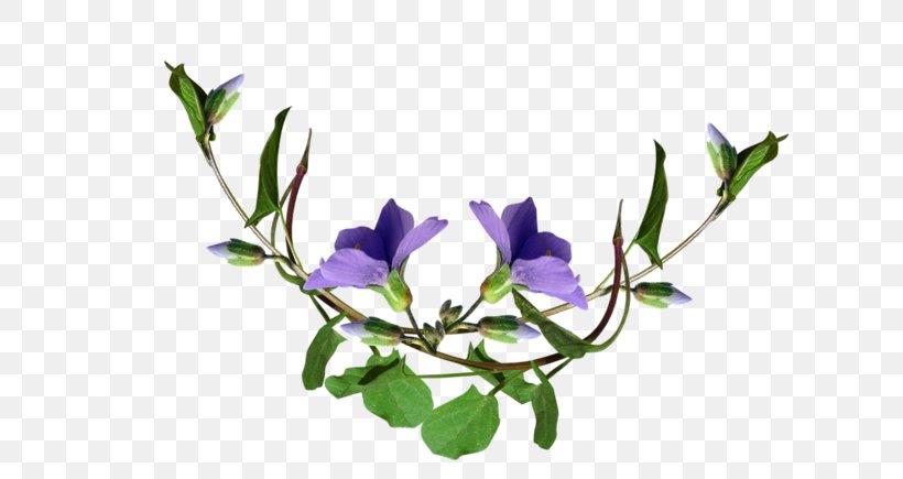 Purple Cut Flowers Mauve Lilac, PNG, 800x435px, Purple, Branch, Color, Cut Flowers, Flora Download Free