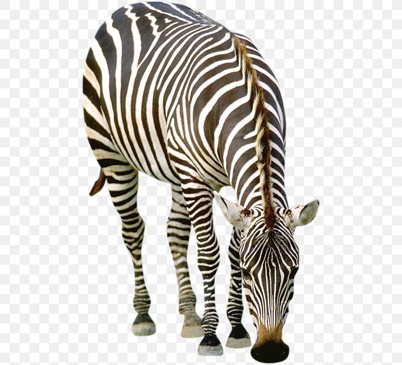 Quagga Zebra Striped Animals Horse, PNG, 488x745px, Quagga, Animal, Animal Figure, Fauna, Horse Download Free