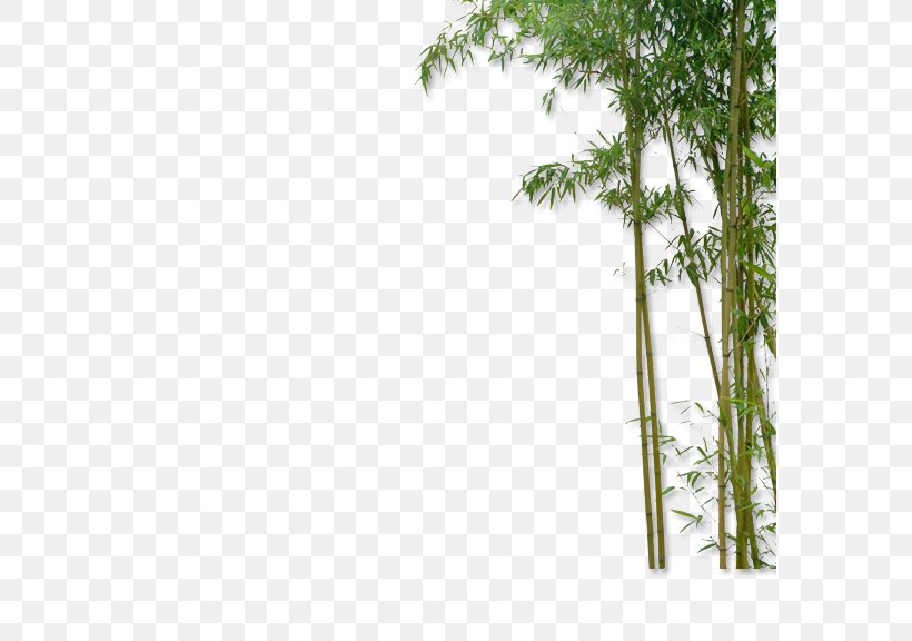 China Bamboo Plant, PNG, 576x576px, China, Bamboo, Drawing, Floor, Flooring Download Free