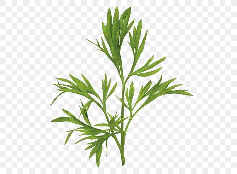 Herb Leaf Vegetable Coriander Confetti, PNG, 518x600px, Herb, Branch, Carrot, Confetti, Coriander Download Free