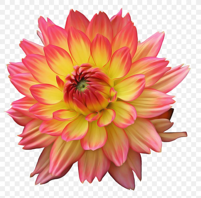 Orange, PNG, 1095x1080px, Flower, Cut Flowers, Dahlia, Flowering Plant, Orange Download Free