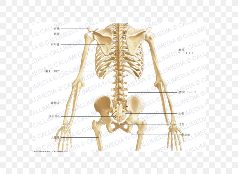 Pelvis Anatomy Bone Abdomen Human Body, PNG, 600x600px, Watercolor, Cartoon, Flower, Frame, Heart Download Free