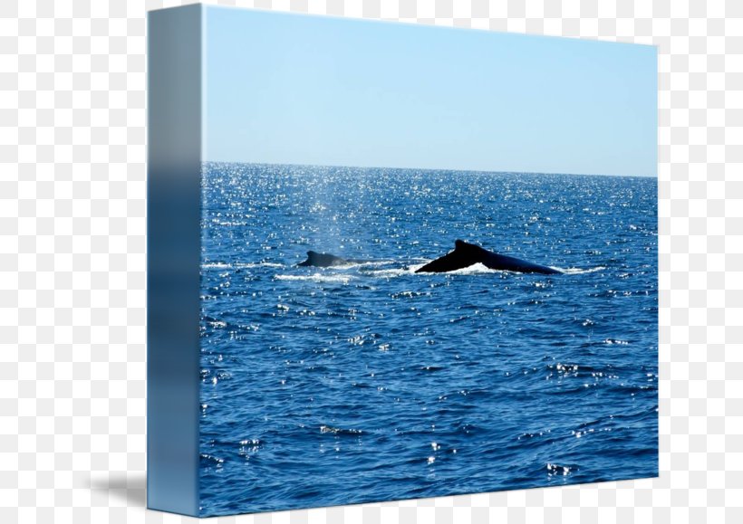 Whale Dolphin Cetacea Marine Mammal Porpoise, PNG, 650x579px, Whale, Cetacea, Curtain, Dolphin, Douchegordijn Download Free