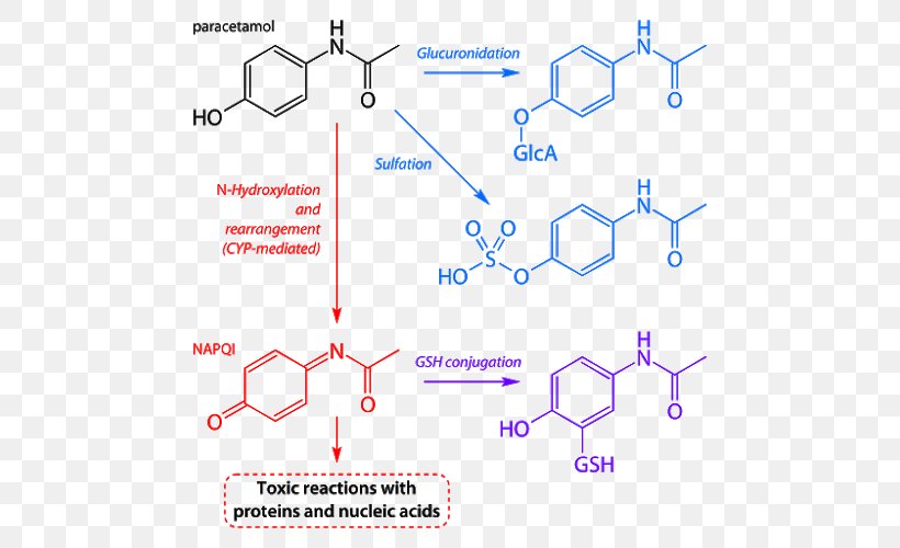 Acetaminophen Paracetamol Poisoning Hepatotoxicity Analgesic Pharmaceutical Drug, PNG, 500x500px, Acetaminophen, Adverse Effect, Analgesic, Area, Codeine Download Free