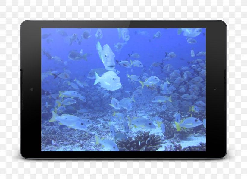 Coral Marine Biology Desktop Wallpaper Computer, PNG, 3075x2233px, Coral, Aquarium, Aquarium Lighting, Biology, Computer Download Free