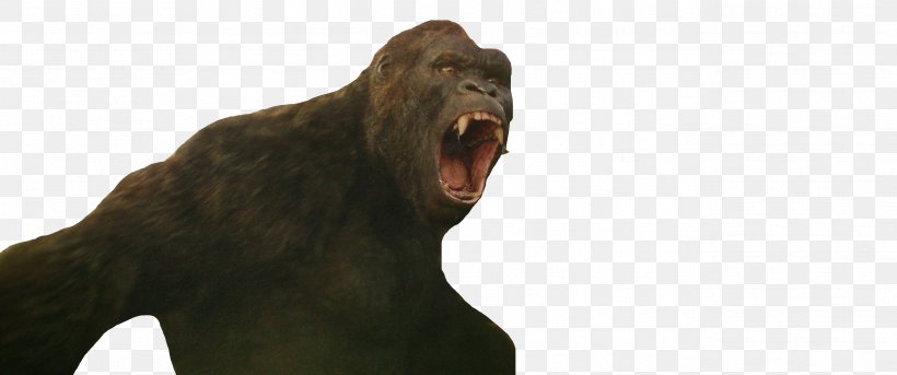 Gorilla General Zod King Kong Primate Red Hood, PNG, 2592x1085px, 2016, Gorilla, Ape, Batman V Superman Dawn Of Justice, Film Download Free