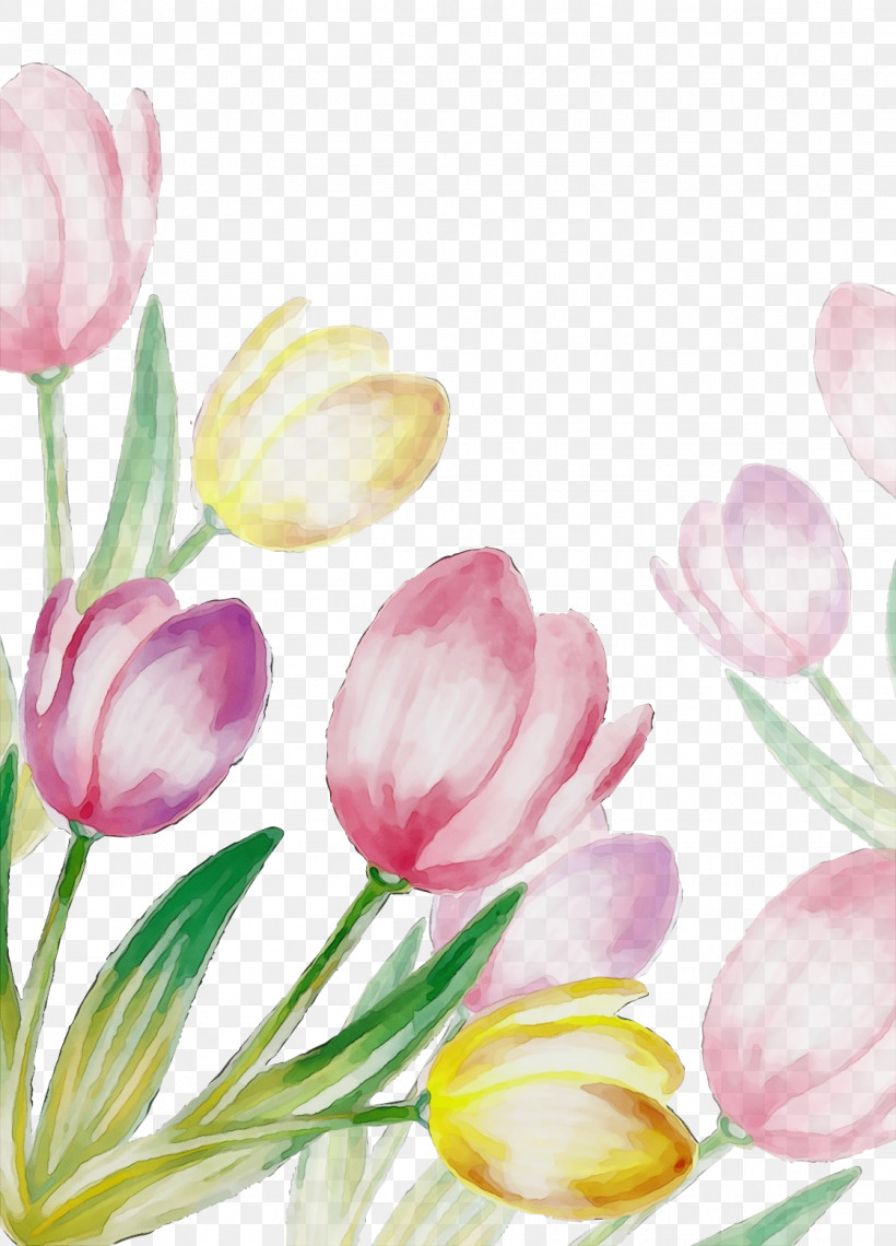 Petal Flower Tulip Plant Pink, PNG, 1121x1559px, Watercolor, Bud, Crocus, Cut Flowers, Flower Download Free
