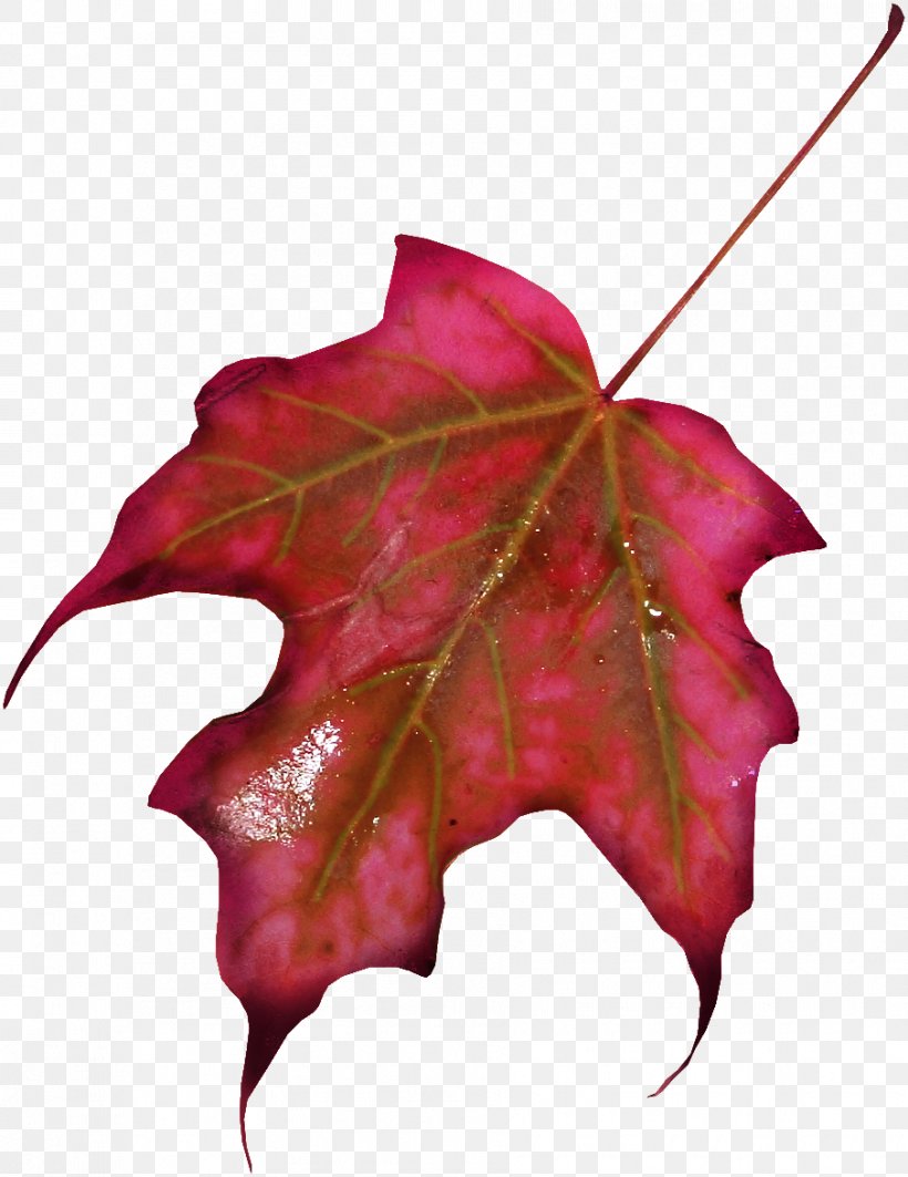 Red Maple Maple Leaf, PNG, 905x1174px, Red Maple, Autumn Leaf Color, Flowering Plant, Gratis, Green Download Free