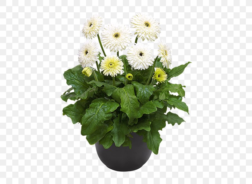 Transvaal Daisy Flowerpot Chrysanthemum Cut Flowers Plant, PNG, 600x600px, Transvaal Daisy, Annual Plant, Aster, Chrysanthemum, Chrysanths Download Free