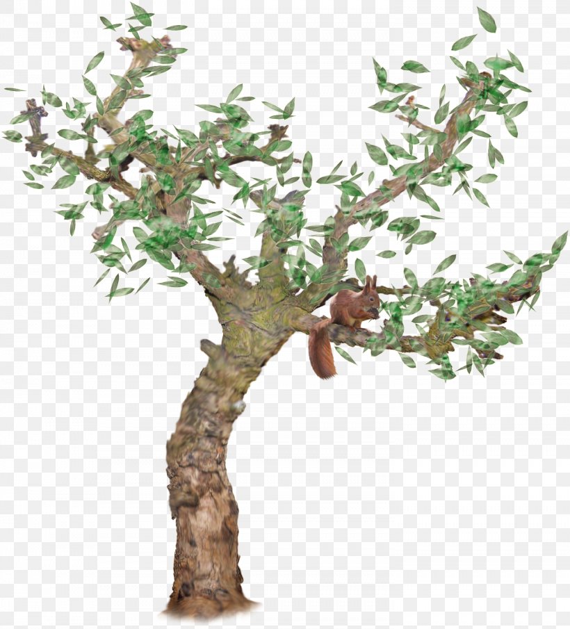 Tree Squirrel Sciurini, PNG, 1476x1630px, Squirrel, Bonsai, Branch, Flowerpot, Houseplant Download Free