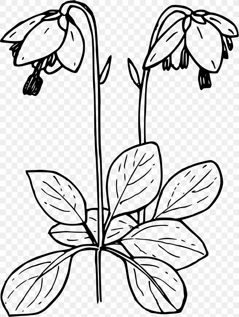 Drawing Moneses Uniflora Clip Art, PNG, 1804x2400px, Drawing, Art, Artwork, Black And White, Branch Download Free