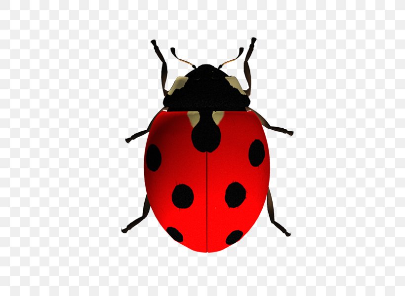 Ladybird Beetle The Ladybug Clip Art, PNG, 600x600px, Beetle, Animal, Arthropod, Image File Formats, Insect Download Free