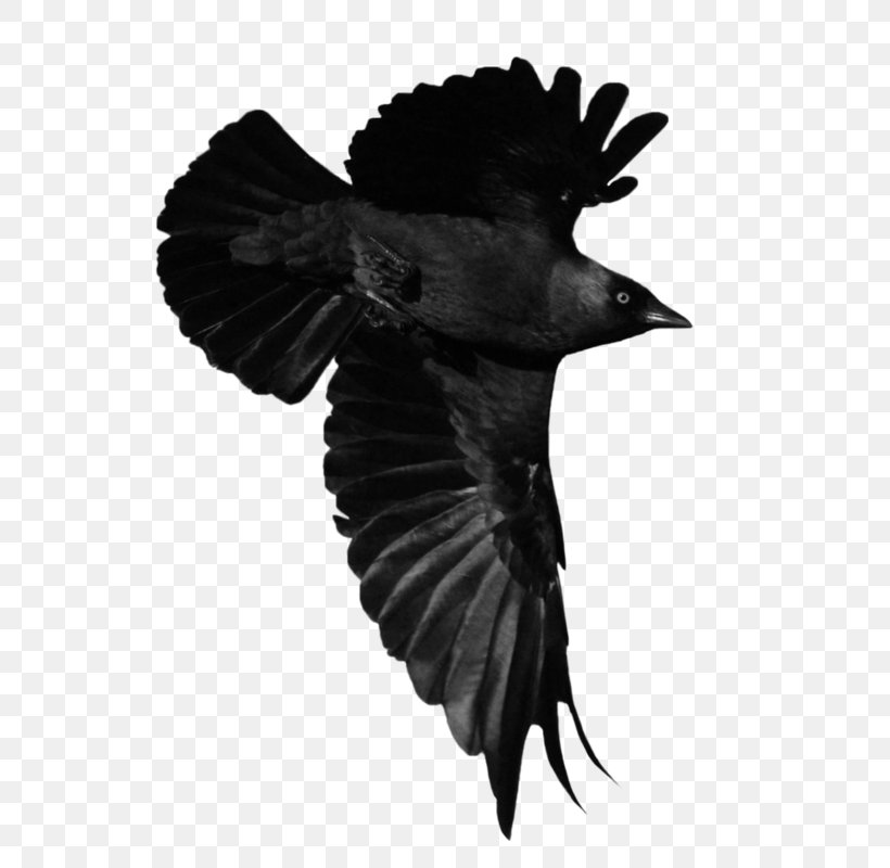 American Crow Bird Art Animal, PNG, 585x800px, American Crow, Animal, Art, Artist, Beak Download Free
