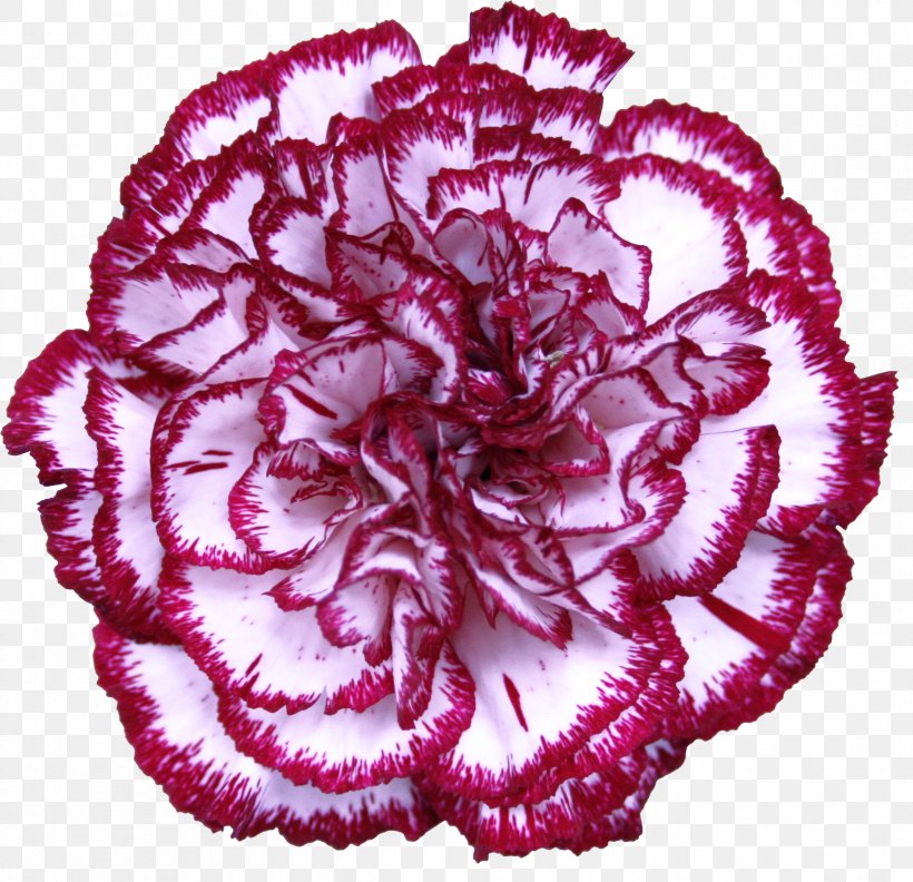 Carnation Cut Flowers Garden Roses Petal, PNG, 2384x2304px, Carnation, Cut Flowers, Dianthus Chinensis, Floristry, Flower Download Free