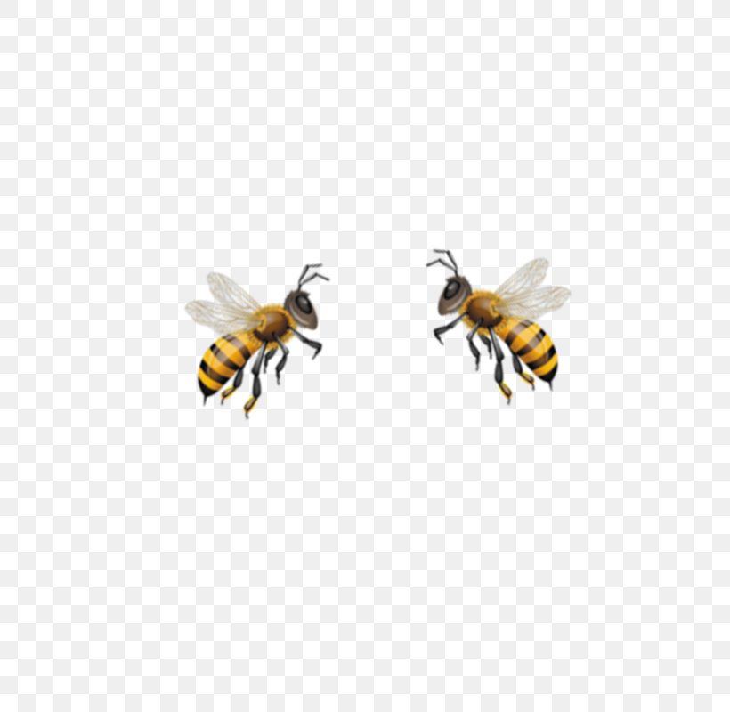 Honey Bee Hornet Bumblebee Wasp, PNG, 579x800px, Honey Bee, Arthropod, Bee, Bumblebee, Fly Download Free