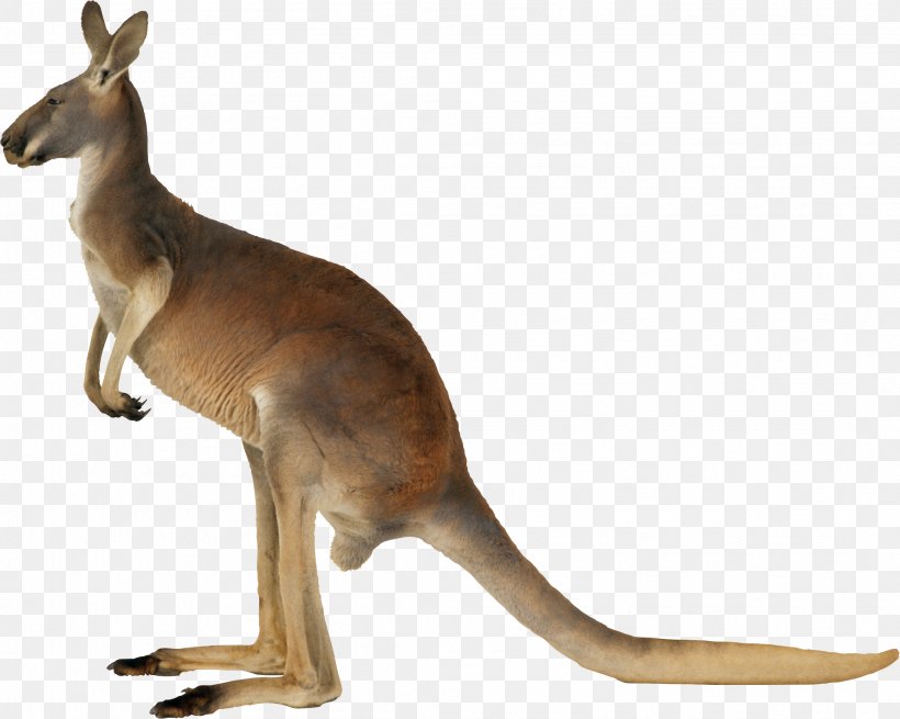 Kangaroo, PNG, 2109x1687px, Macropodidae, Fauna, Kangaroo, Mammal, Marsupial Download Free
