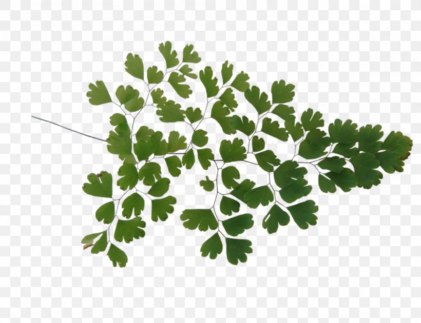 Leaf Vegetable TinyPic Clip Art, PNG, 1000x769px, 2011, Leaf, Animaatio, Blog, Flora Download Free