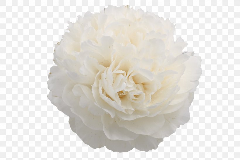 Peony Cut Flowers Cabbage Rose Petal, PNG, 1500x1000px, Peony, Beige, Cabbage Rose, Color, Cut Flowers Download Free