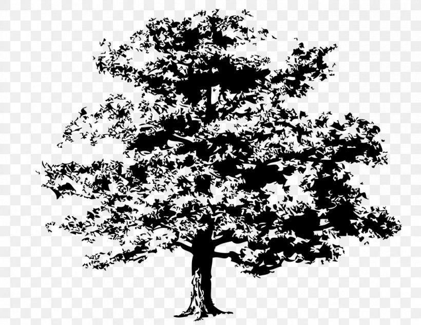 Tree Quercus Kelloggii Clip Art, PNG, 1035x800px, Tree, Animation, Arborist, Art, Black And White Download Free