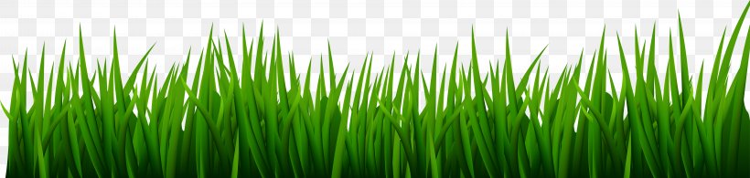 Vetiver Wheatgrass Green Commodity Wallpaper, PNG, 8000x1906px, Vetiver, Chrysopogon, Chrysopogon Zizanioides, Commodity, Grass Download Free